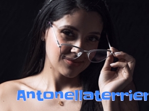 Antonellaterrier