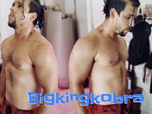 Bigkingkobra