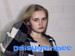 Daisygambee