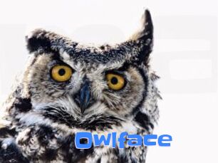 Owlface